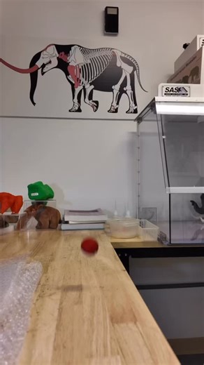 Pawkémon Day 2026 is THIS WEEKEND at the Virginia Living Museum — a day full of adventure, discovery, and hands-on fun inspired by the world of Pokémon! Explore the Museum as you take part in eight themed activity stations, collect VLM Pokémon-style trading cards, and meet ambassador animals during themed animal encounters. Throughout the day, Pokémon GO Lures will be active across the grounds, making this a can’t-miss event for Trainers of all ages. #newportnews #hamptonroads #gottacatchthemall