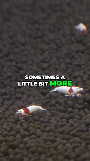 Have you ever kept crystal red shrimp? ▶️ Watch the FULL video Here ▶️ https://youtu.be/fJh1N4BeAkw Other Helpful Links: 👨‍👩‍👧‍👦 Unlock exclusive content & perks — Join the Aquarium Club! Join here 👉 https://www.youtube.com/channel/UCwqXcfzaWIkNPtvlYuLb1Dg/join 👾 Join our Flip Fam on Discord — chat, learn, and connect with our community! Hop in here 👉 https://discord.gg/NTcvt5YuYH 📺 Subscribe to follow the journey — big things are happening! Subscribe now 👉 https://www.youtube.com/user/