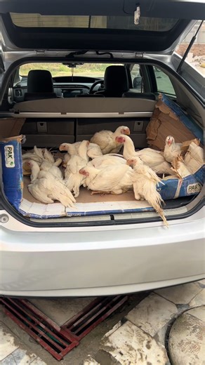 Exploring the Unique Indian Parrot Beak Longtail