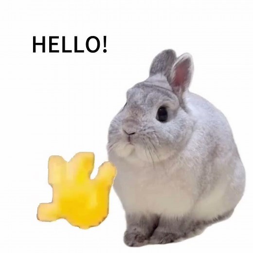 Cute Rabbit Daily Vlog: Heartwarming Moments