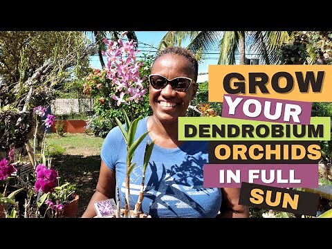 How to Grow Dendrobium Orchids in Full Sun | Orchid Care for Beginners