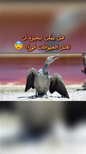 هذه البحيرة تحتوي على مواد قلوية قويةتحافظ على أجسام الحيوانات كأنها تماثيل #حقائق #اكسبلور #عجائب