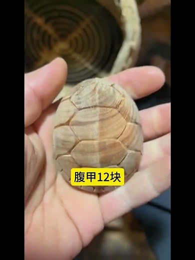 When playing with turtle shells one must understand numbers#Craftsmanship#A cultural a