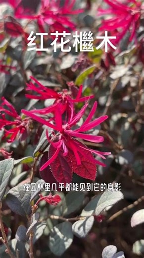 Rare Red Flower Transformation: From White to Eye-Catching Beauty
