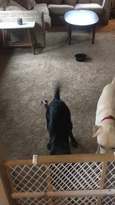 To license this content click here and use “RM1” code at checkout https://www.jukinmedia.com/licensing/view/1081274 | Jukin Copyright Management | Facebook