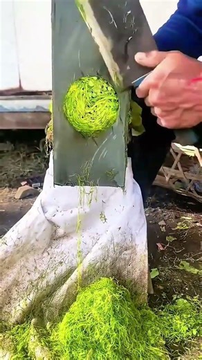 Vegetable cutting process using a tool for thin, neat, and consistent results