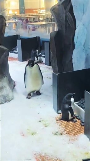 The Cutest Penguin Ever!🐧#penguin#adoreble #cuteanimal#cute#cutebird #penguinlove#penguinfans