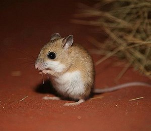 Spinifex hopping mouse - Alchetron, The Free Social Encyclopedia