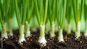 Fresh green onions growing fast in timelapse video spring onions growth time lapse