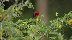 Hawaiian honeycreeper forages for nectar from flowers in forest canopy, telephoto