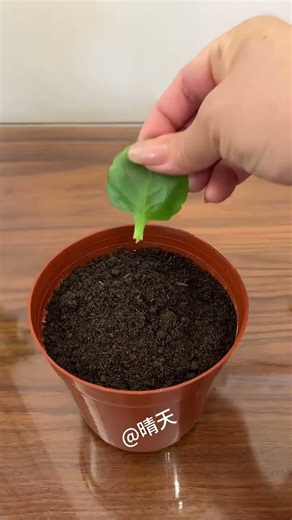 Jade Plant Heart Shaped Planting Tips Love Life, Love Growing Flowers Let's Grow Flowers Together