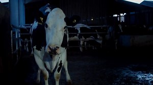 15K views · 272 reactions | Cow, the documentary that upset the...