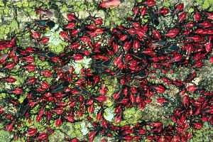 Boxelder bugs complete their fall stampede