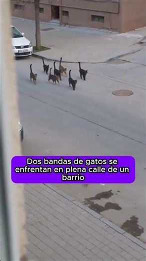 Dos bandas de gatos se enfrentan en plena calle de un barrio 😱