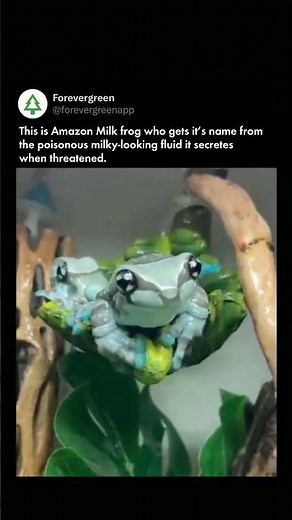 Amazon Milk Frog: The Toxic Beauty of the Rainforest Canopy