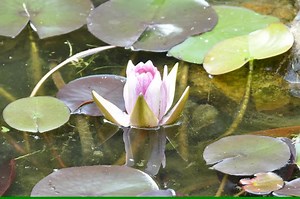 File:Water lily opening bloom 20fps.ogv - Wikimedia Commons