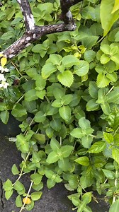 Pampatagal sa laban 🫡 | Yumiko Raine