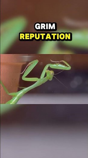 Top Ten Strangest Animal Mating Rituals: Mantis