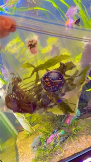 Java ferns!! Aquarium!! Pure pro quality