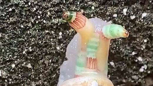 Hiker in Taiwan baffled by a bizarre translucent snail