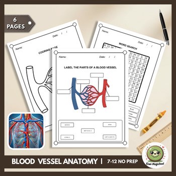 Blood Vessel Anatomy Labeling Worksheets | Artery, Vein, Capillary Structure