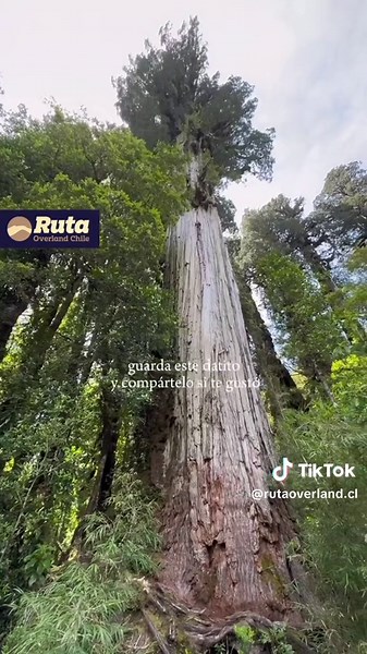 Descubre el Alerce Milenario en Chile