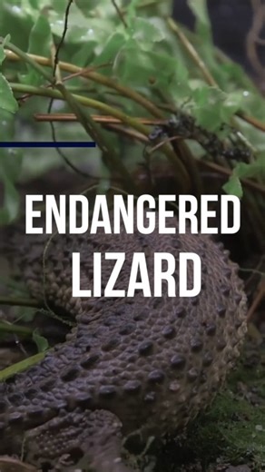 67K views · 333 reactions | Critically endangered monitor lizards, resembling miniature dragons, debut at Schönbrunn #Zoo. The species faces severe threats due to habitat destruction. #vienna #endangeredspecies #lizard | China Daily | Facebook