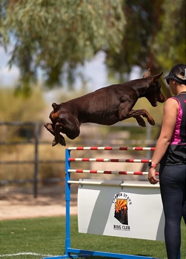 Doberman Jumping Tips for Teamwork Success
