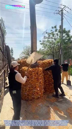 Golden Stream: How a Pneumatic Corn Thresher Liberates Kernels from the Cob