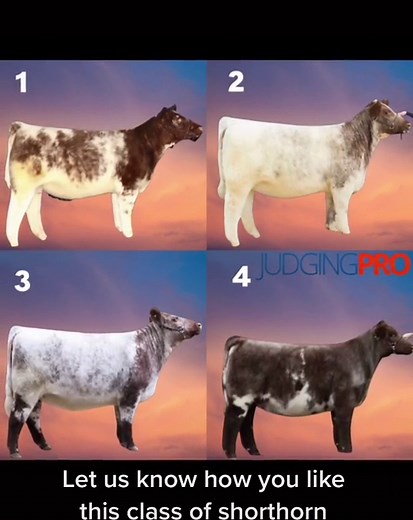 Livestock Judging Tips for Show Cattle in 4-H and FFA
