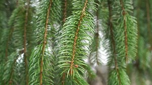 Hanging twig of a forest spruce close-up swaying in the wind. Coniferous needles. Selective focus. Picea breweriana