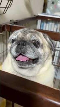 【パグ 】お爺ちゃんパグ は天然です。＃shorts＃パグ ＃Pug＃犬のいる暮らし