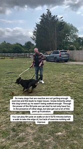 75K views · 695 reactions | Lack Of Exercise Can Lead To Frustration Based Reactivity #dogs | Southend Dog Training | Facebook