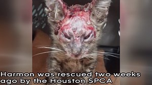 Kitten found severely burned rescued in Texas