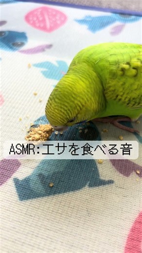 【ASMR】 インコのエサを食べてる時のプチプチ音が心地いい#セキセイインコのいる暮らし#Budgie #セキセイインコ＃インコ #ASMR