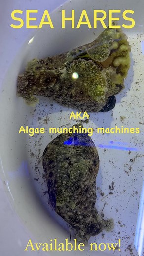 1.5K views · 14 reactions | Aplysia (also known as Sea Hares) are a benthic, herbivorous mollusc which are a fabulous form of natural algae control in reef aquaria. They are particularly fond of GHA. If your sea hare ends up with an appetite larger than the food available, don’t hesitate to rehome them at your favourite LFS! #Seaslug #seahare #algaecontrol #cuc #cleanupcrew #aplysia | Gallery Aquatica Wynnum | Facebook