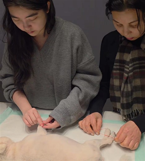 "강아지가 아니라, 가족을 떠나보냈습니다" '복실이'의 마지막 하루, 그리고 우리가 흘린 눈물의 기록들입니다 https://m.blog.naver.com/3700love/224174562669 | 조정문