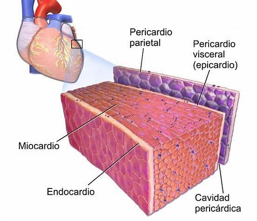 Estructura y capas del corazón