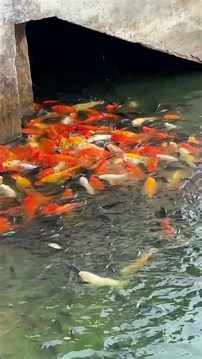 Amazing Color Fish — Beautiful Moves in Crystal Clear Water!