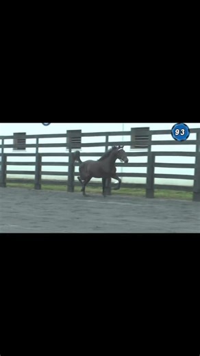 Make that 4 for 4 in 2024 for Upnaway Blue Chip (Chapter Seven) and Team Ancora! He’s come a long way from his yearling sale video at Blue Chip Farms! His Captain Corey sister is getting ready for sale season! | BLUE CHIP FARMS, LLC