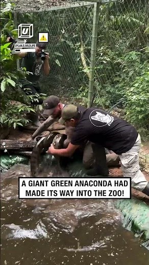 Giant green anaconda rescued from zoo 😲🐍 🎥: Instagram / dylan.s.wildlife
