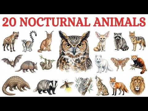 20 Nocturnal Animals Vocabulary | Learn English | Educational Video For Kids