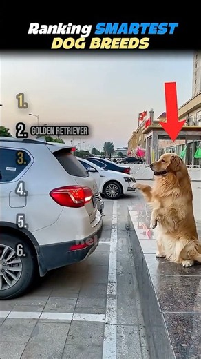 I ranked the smartest dog breeds and I don't know how the last one did it #usa
