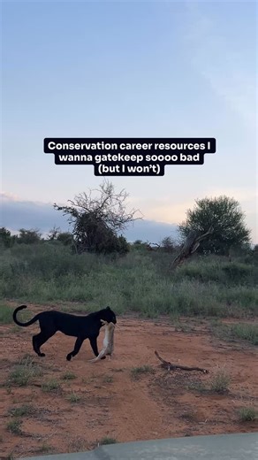 Eugenia 🌞 | Food & Conservation on Instagram: "Some conservation career and educational resources based on the most common questions I get asked on here!: 🐆 WILDLABS @wildlabsnet: An excellent platform for anyone interested in the intersection of tech x conservation. They post case studies, in-depth articles, interviews, news, interactive courses, opportunities, and other educational and professional content! 🐻 Center for Wildlife Studies @center_for_wildlife_studies: They host a ton of onlin