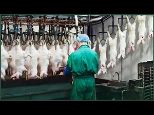 Modern Rabbit Farming and Meat Processing in Factory - Rabbit Harvest Technology - Rabbit Farm