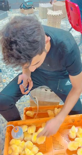 تربية دواجن على TikTok