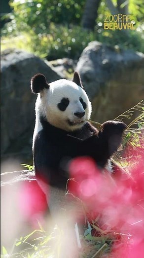Le printemps s’installe au ZooParc de Beauval 🌿☀️