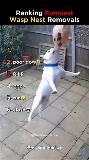 Ranking funniest wasp nest removals #shorts #ranking #funniest #wasp #nest #removal