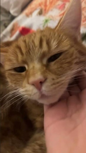 Chippy, chippy chopper chopper