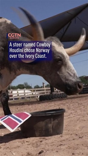 Mystic Texas longhorn the latest animal to pick a World Cup winner